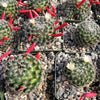 Mammillaria Tezontle