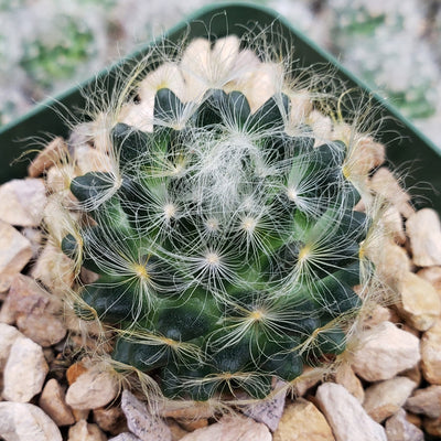 Mammillaria aureilanata