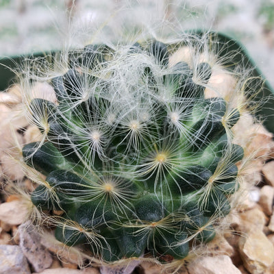 Mammillaria aureilanata