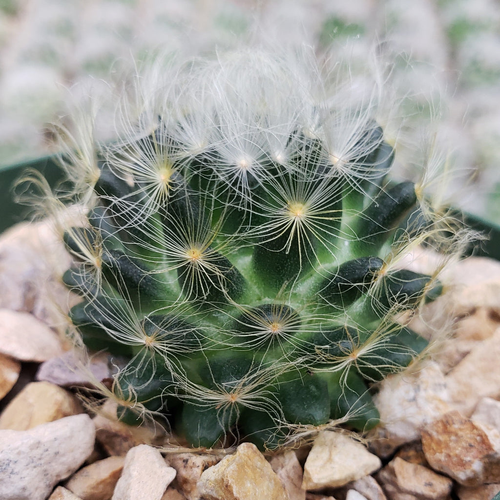 Mammillaria aureilanata