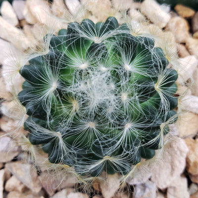 Mammillaria aureilanata