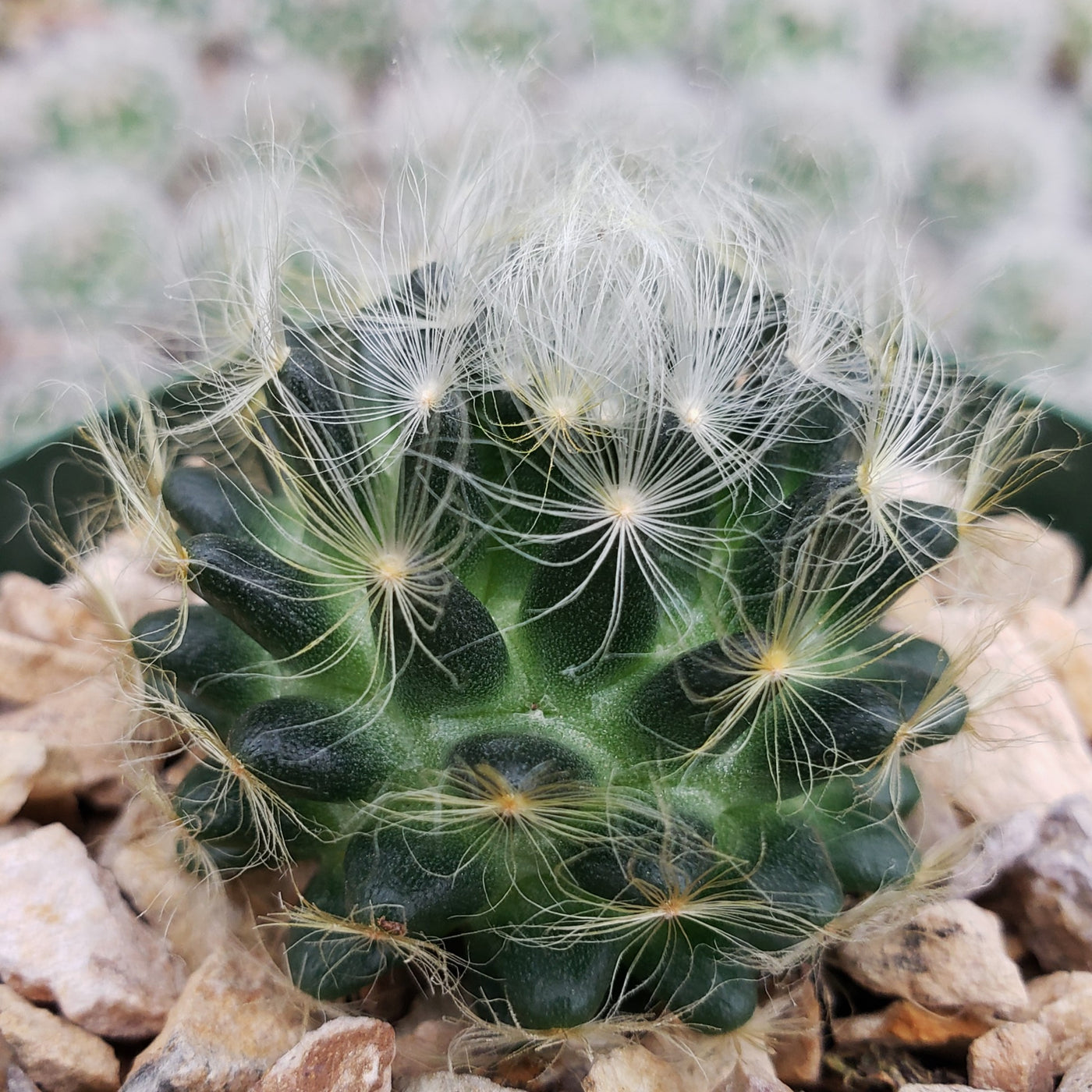 Mammillaria aureilanata