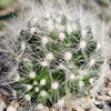 Mammillaria baumii