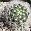 Mammillaria baumii