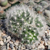 Mammillaria baumii