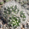 Mammillaria baumii