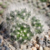 Mammillaria baumii