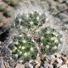 Mammillaria baumii