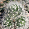 Mammillaria baumii