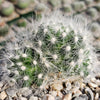 Mammillaria baumii