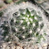 Mammillaria baumii