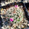 Mammillaria bombycina