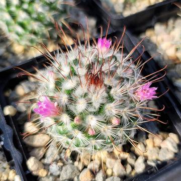 Mammillaria bombycina 6