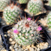 Mammillaria bombycina