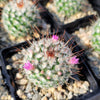 Mammillaria bombycina