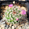 Mammillaria bombycina