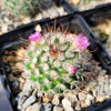 Mammillaria bombycina