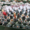 Mammillaria chionocephala