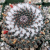 Mammillaria chionocephala