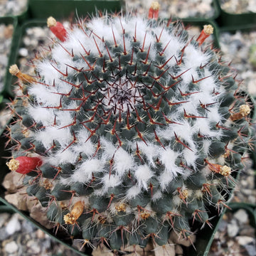 succulents with thorns bud shape Simple & Rare Mammillaria chionocephala Cactus for Sale Online
