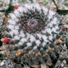 Mammillaria chionocephala