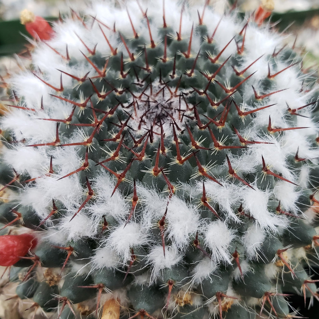 Mammillaria chionocephala