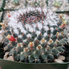 Mammillaria chionocephala