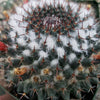 Mammillaria chionocephala