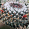 Mammillaria chionocephala