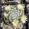 Mammillaria duwei