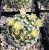 Mammillaria duwei