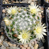 Mammillaria duwei