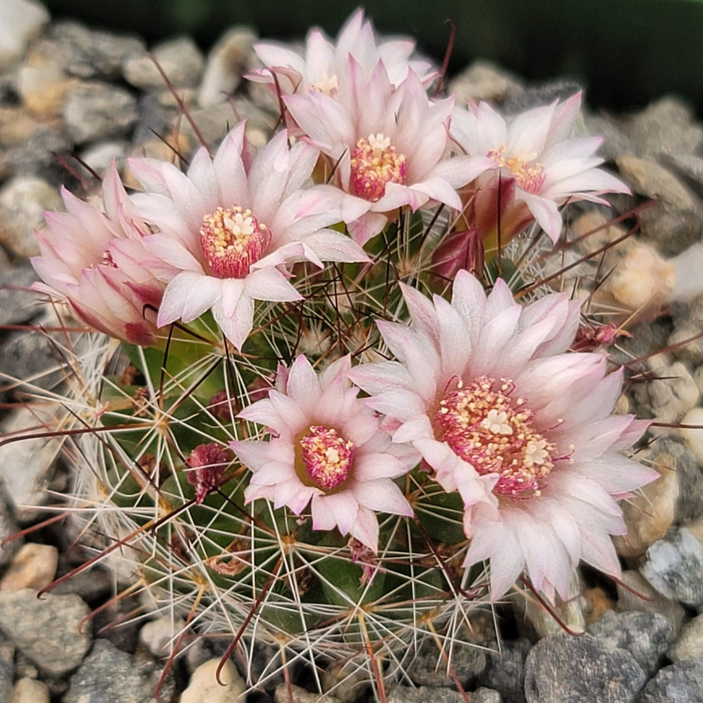 Mammillaria fittkaui