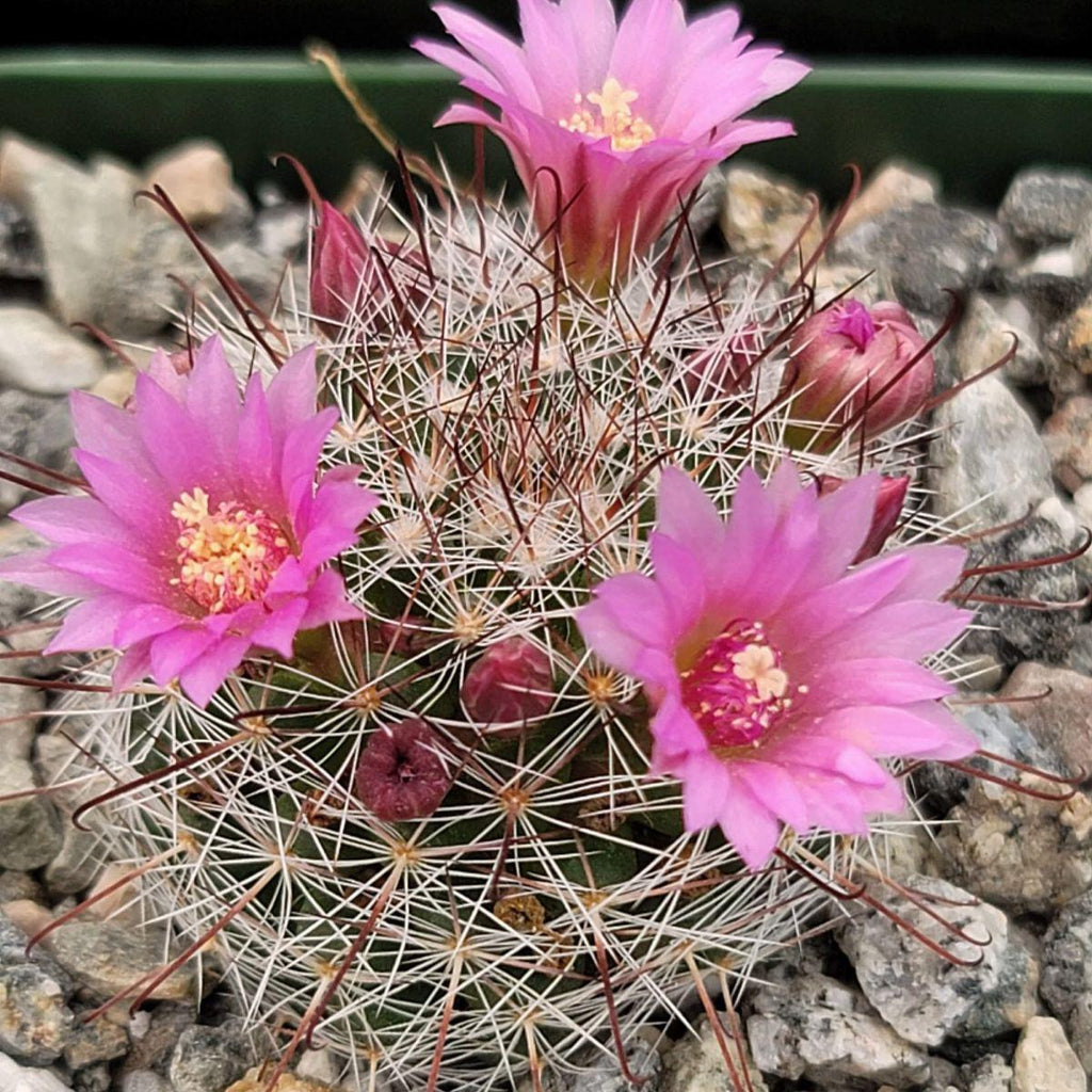 Mammillaria fittkaui
