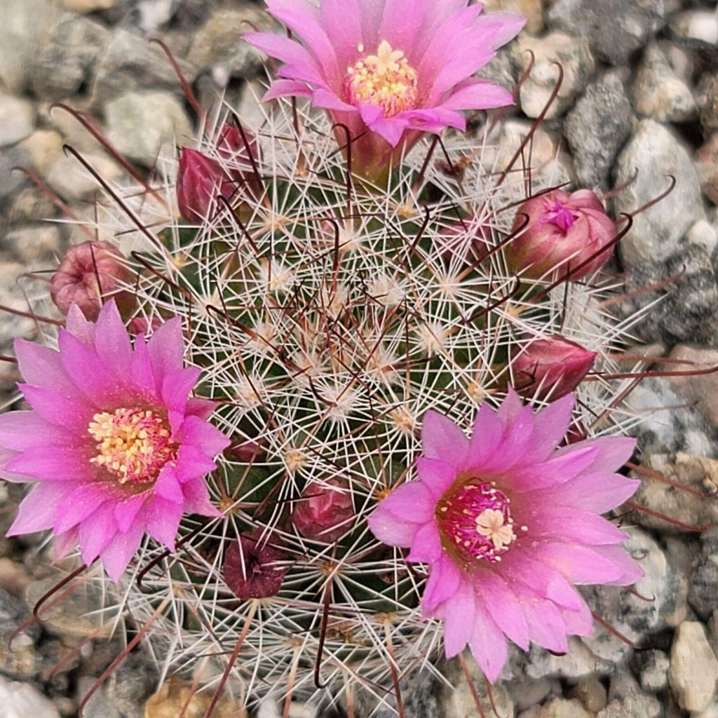 Mammillaria fittkaui