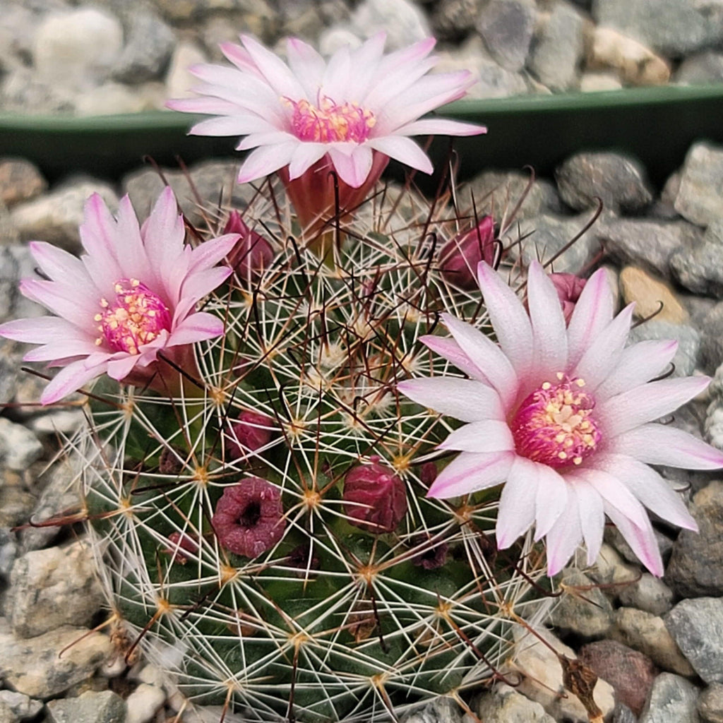 Mammillaria fittkaui