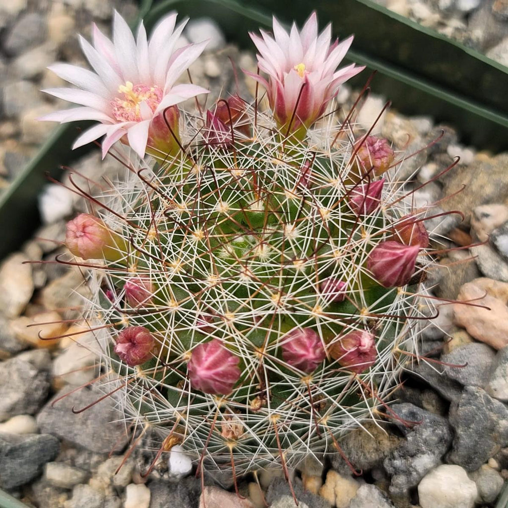 Mammillaria fittkaui