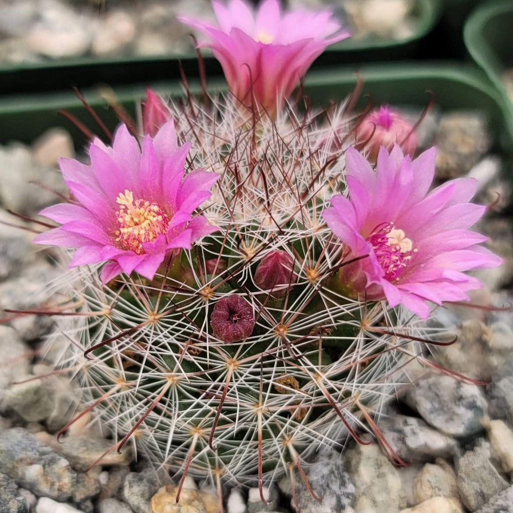 Mammillaria fittkaui