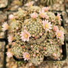 Mammillaria giselae