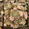 Mammillaria giselae