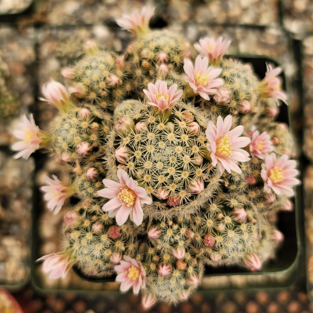 Mammillaria giselae