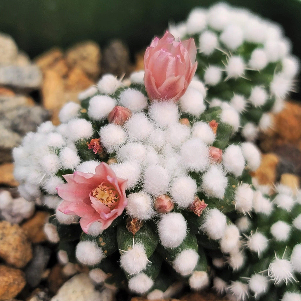 Mammillaria gracilis cv. oruga