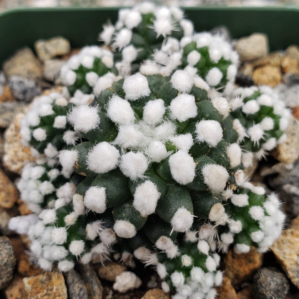 Mammillaria gracilis cv. oruga