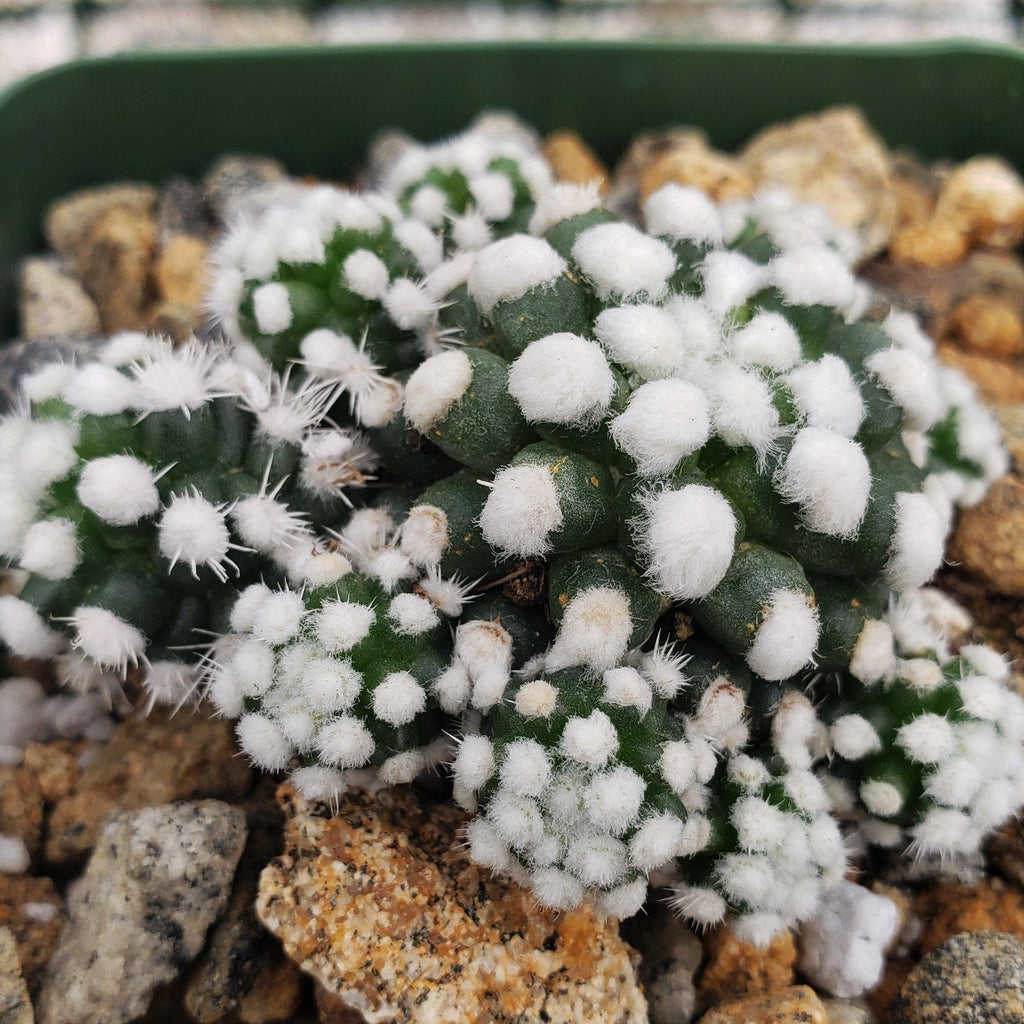 Mammillaria gracilis cv. oruga