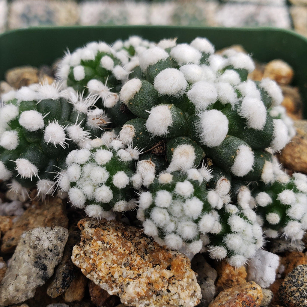 Mammillaria gracilis cv. oruga