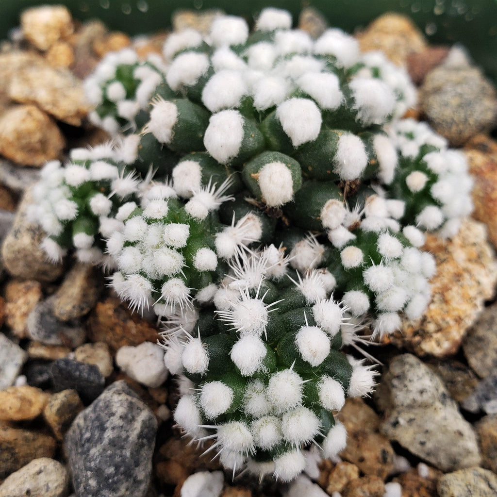 Mammillaria gracilis cv. oruga