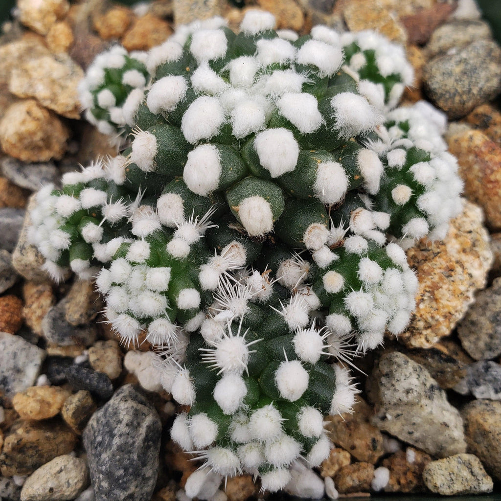 Mammillaria gracilis cv. oruga