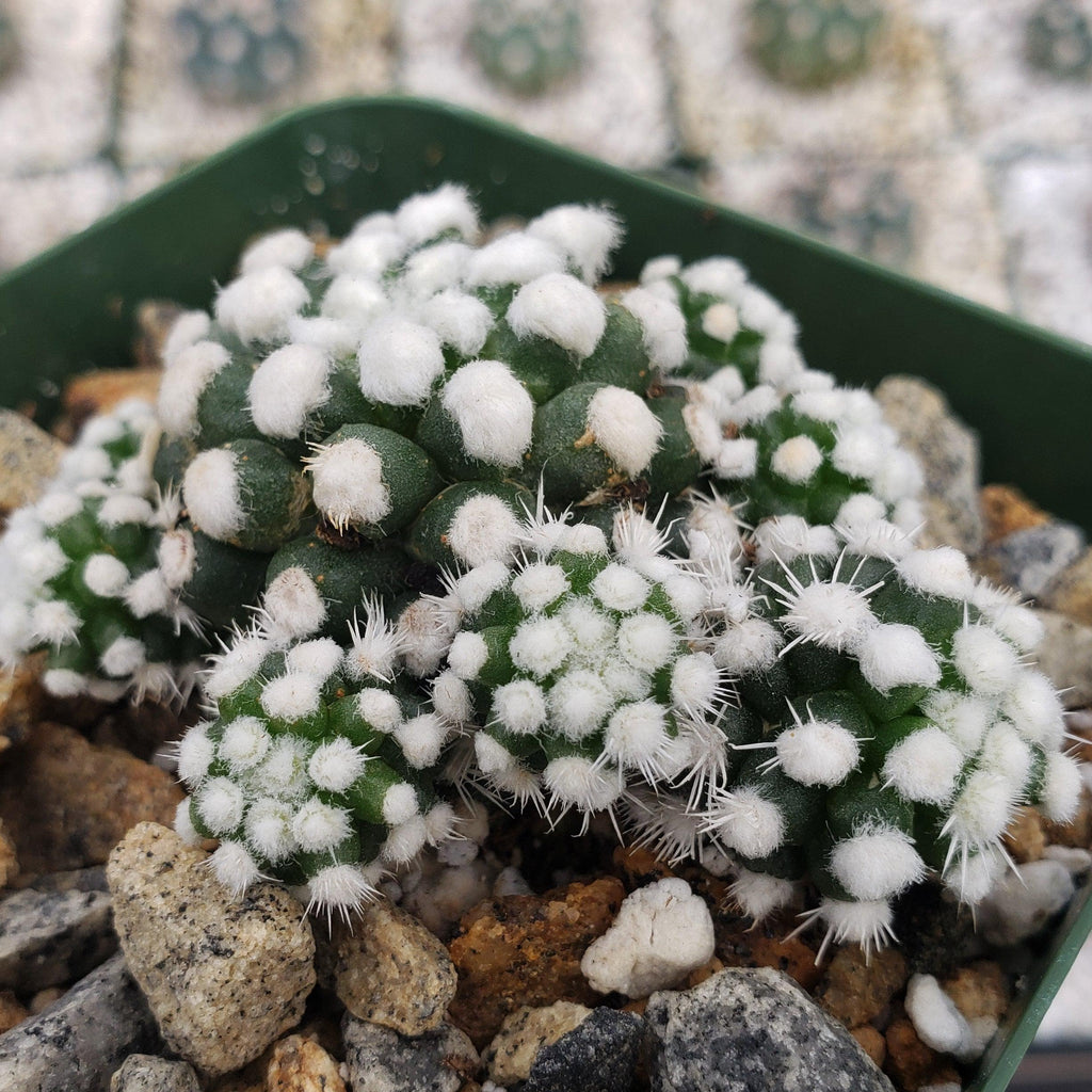Mammillaria gracilis cv. oruga