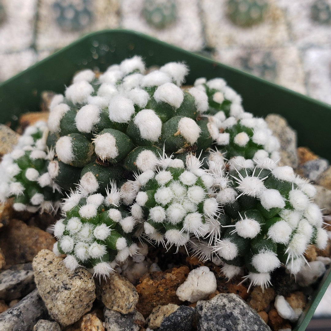 Mammillaria gracilis cv. oruga – Planet Desert