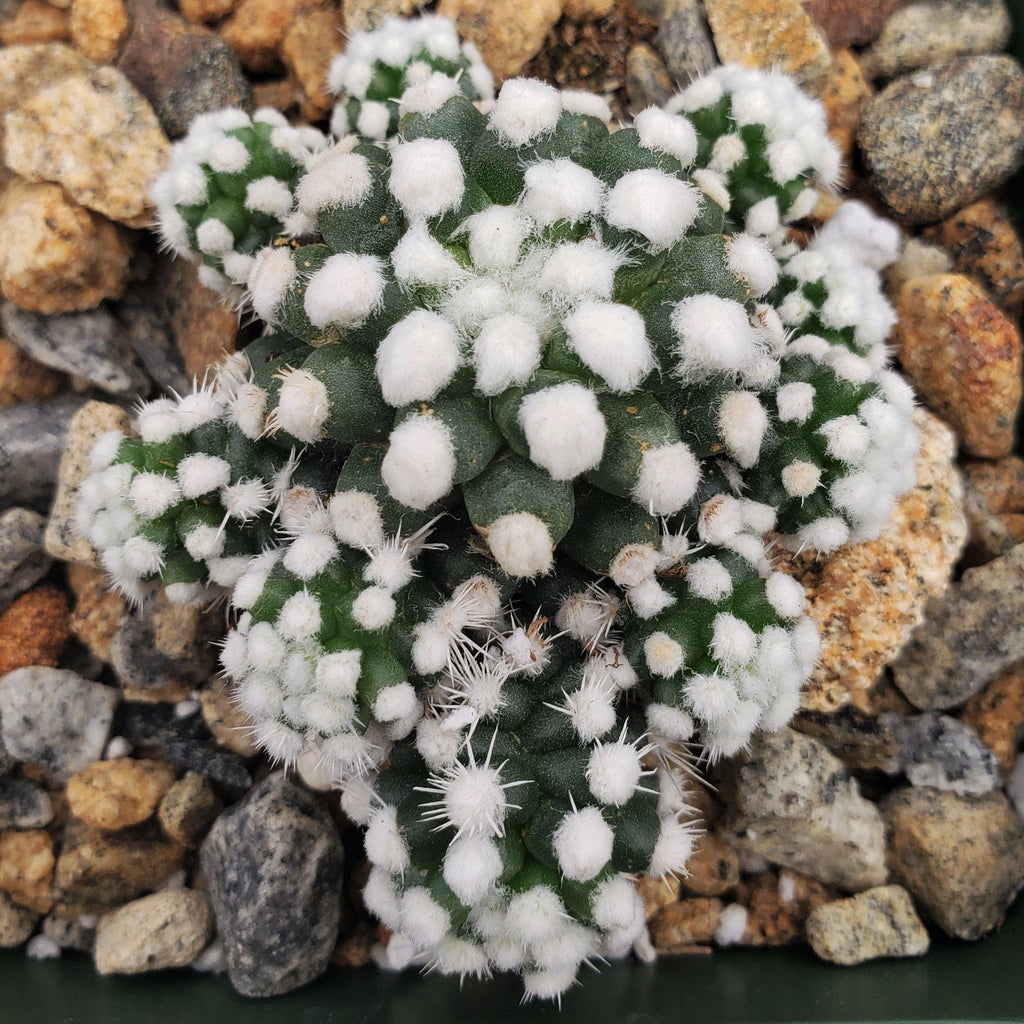 Mammillaria gracilis cv. oruga